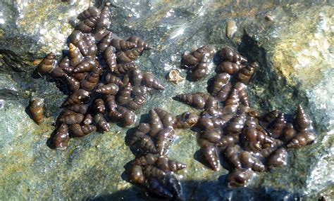 Invasive New Zealand mudsnails found in Lake Tahoe for the first time